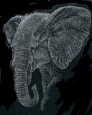 The David Sheldrick Wildlife Trust - Help save the elephant baby orphans!