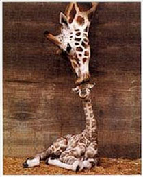 Help the animals!