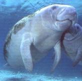 Help save the sweet Manatees