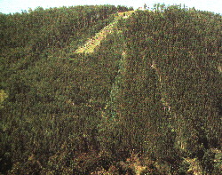 Bosque de pino