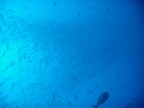 DSCN1093.JPG