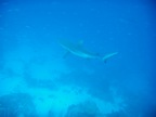 DSCN1105.JPG