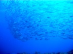 DSCN4317.JPG