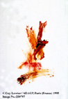 Images/2307972.jpg (10760 octets)