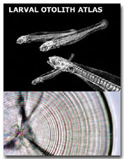 Larval fish otolith atlas
