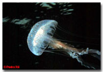 Underwater Photography © Pedro Ré