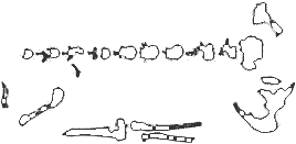 africanus.gif (2976 bytes)