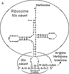 trnafig2a.gif (2185 bytes)