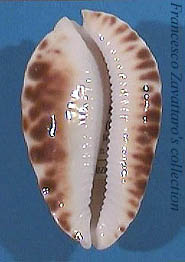 Zoila marginata ketyana (i) intermedians - base