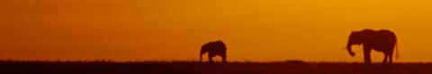 We all know what sound elephants make