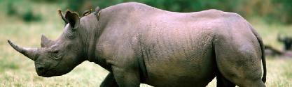 This rhino is an awesome animal