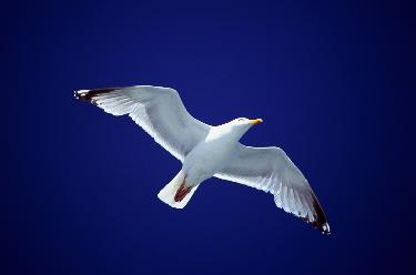 Pffft!  It's a seagull!