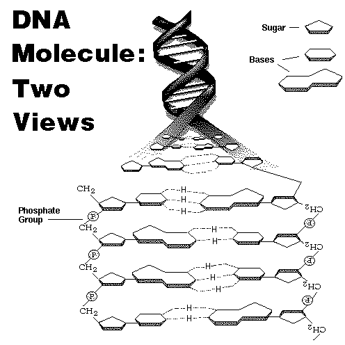  The DNA Molecule 