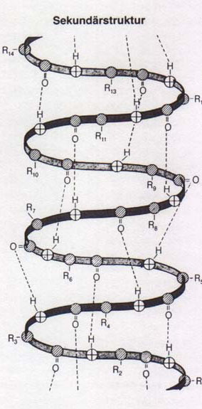  The Polypeptide Molecule 