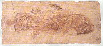 coelacanth.gif (54196 bytes)
