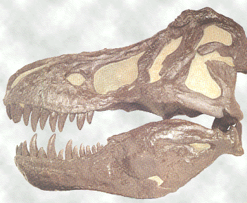 trexfossil.gif (88264 bytes)