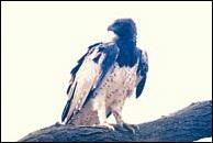 Vulture