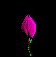 Flower Bloom