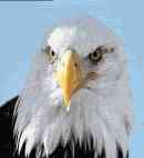 eagle