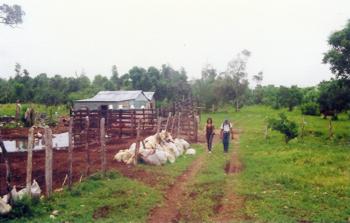 A real rustic dominican farm