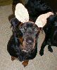 Rottie in disguise