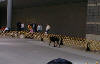 IKC 2003 - Open Ring