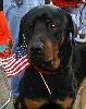 Patriotic Pooch