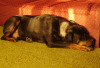 Carl enjoys a good nap