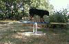 Tipping the Teeter Totter