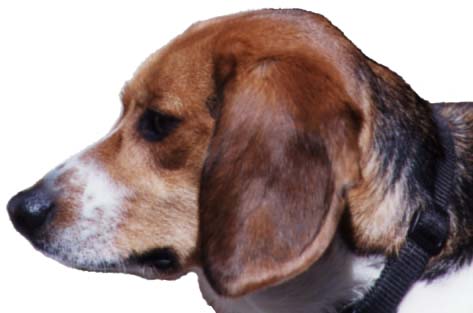 click here to read about Tucker