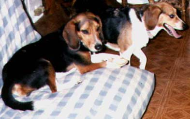 Tucker and Charlie *B*