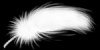 feather