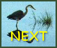 Next