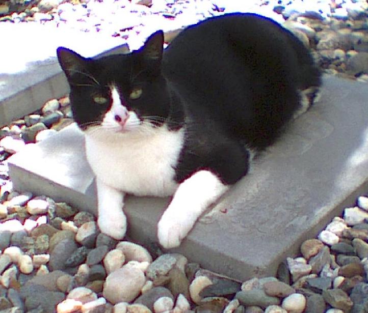 Miss Kitty enjoys spending time in our backyard.  Click here to see more pictures; when you get there, open the "Mail Attachments" folder.