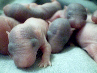 CR Mr. Hyde x Dr. Jekyll's litter