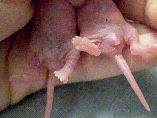 Female and male comparison 2