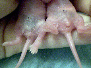 Female and male comparison 1