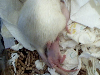 CR Isis nursing pup