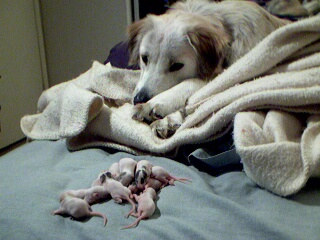 Miskatonic with HH Litmus x CR Isis' Litter
