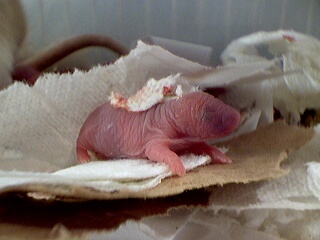 A pup from LAR Blueprint x Dr. Jekyll's litter