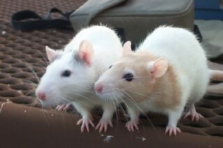 Dr. Jekyll and her daughter, CR Isis