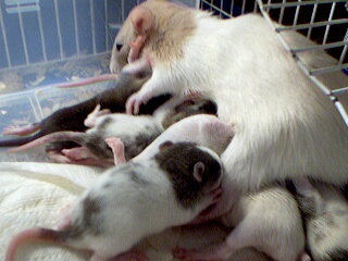 Dr. Jekyll nursing her pups