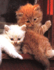 TWO CUTE!