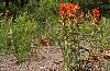 SANGREIndianPaintbrush.jpg
