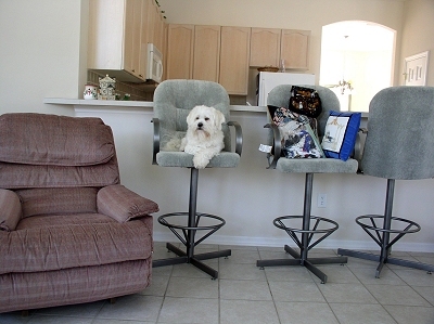 benji barstools