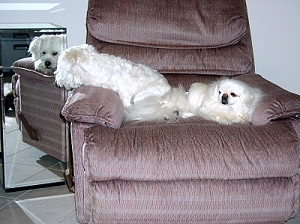 benji mirror