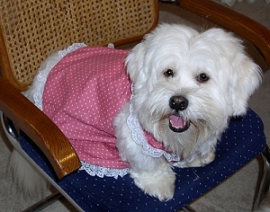 benji dress