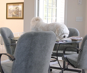 benji table