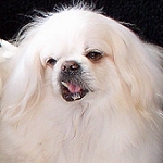 Court the Pekingese