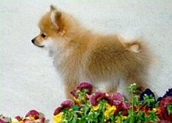 Puppy Reno, already a pansy
